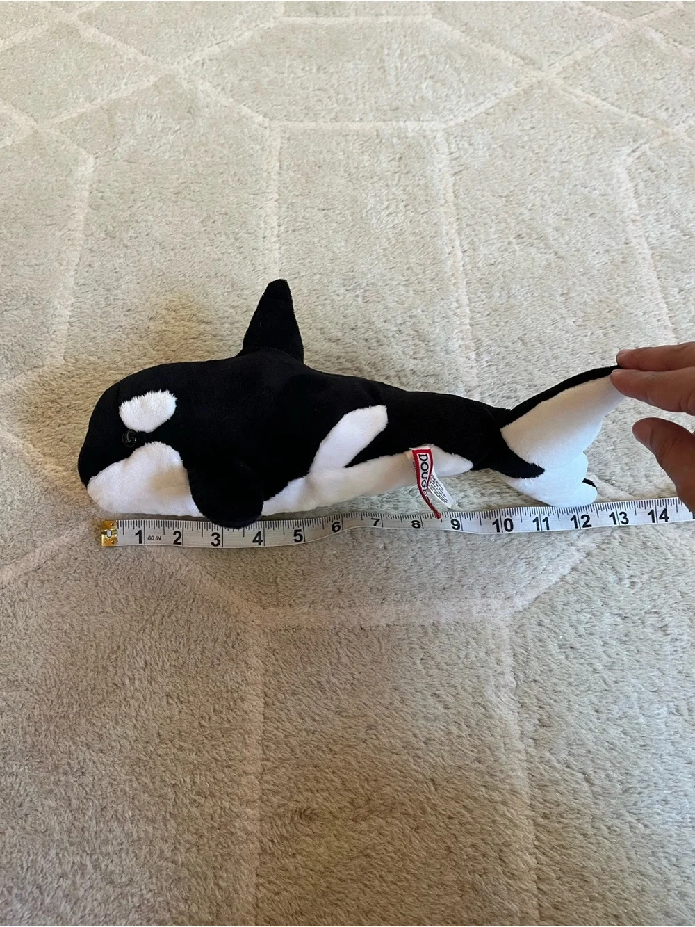 Douglas Spout Orca Whale